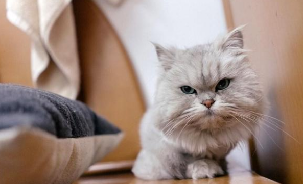 因主人怀孕，两次被弃养的猫咪，它挽留人类的样子让人心疼