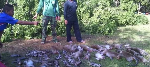 大树连根拔起 43只猴子睡梦中惨死