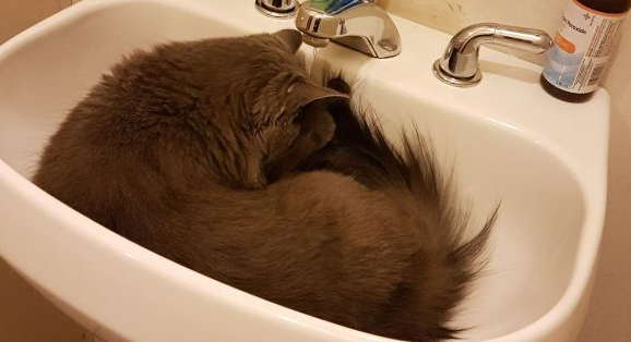 用一张照片形容你的猫 会是哪张代表照呢? 用一张照片形容你的猫 会是哪张代表照呢?