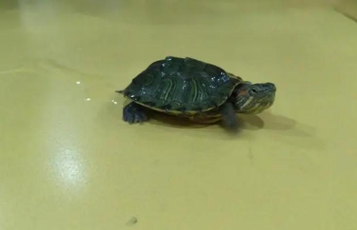 乌龟脚肿了是为什么 乌龟脚肿了是为什么