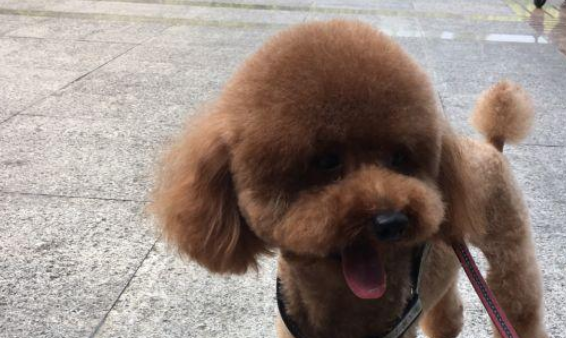 遛猫遛狗时，边牧将泰迪咬成受伤！泰迪主人家：边牧主人家一去不回