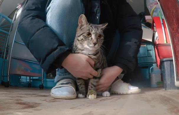 喂了一只流浪猫，它赖在我车里不走了，猫：你长得像我未来的主人