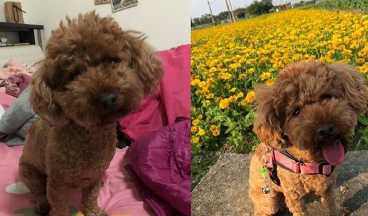 怎么还不开？红贵宾臭脸敲门太可爱了