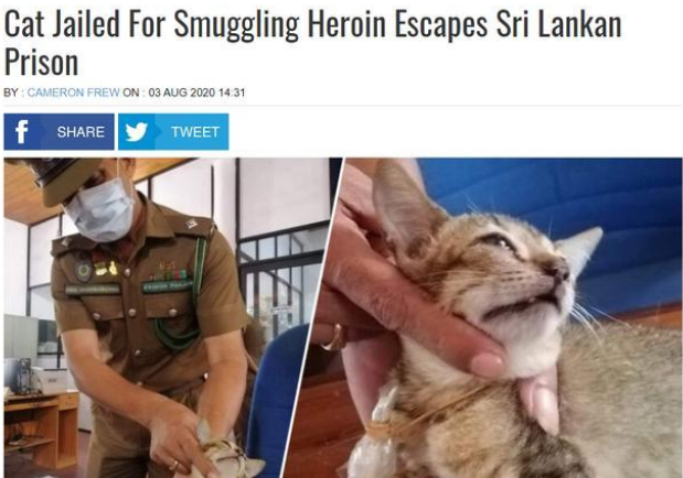囚犯用一只流浪猫,实现在监狱里运毒! 囚犯用一只流浪猫,实现在监狱里运毒!