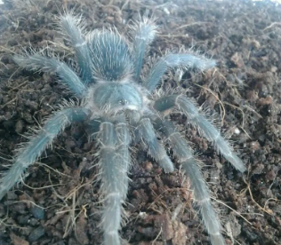 体型较大的巴西所罗门食鸟，喂养有这些注意事项！