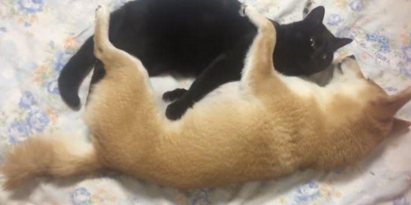 柴犬不把猫咪当回事儿，每日变着花式戏弄猫咪，猫：由谁来拯救朕？
