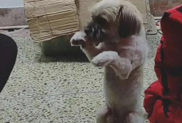 深更半夜流浪犬冲着女生“行礼”,还认为在卖萌,得知缘故她心痛十分 深更半夜流浪犬冲着女生“行礼”,还认为在卖萌,得知缘故她心痛十分