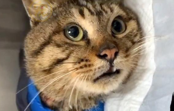 只有一条腿的猫，鼓起勇气向人求助：我身上好疼，您能帮帮我吗？