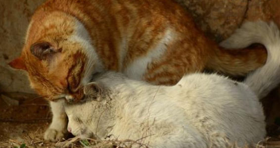 猫之间的友情!流浪猫被撞身亡,同伴不离不弃守护身旁 猫之间的友情!流浪猫被撞身亡,同伴不离不弃守护身旁