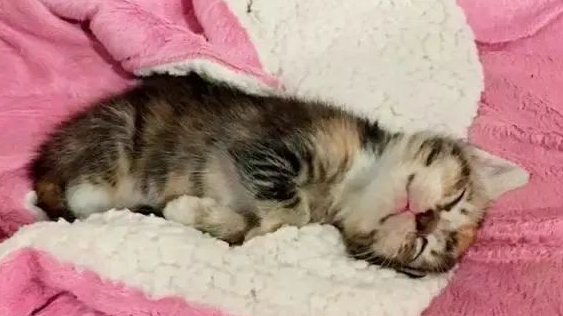 一只被狗狗赎罪的小野猫,它觉得自身是狗狗,还学好了“汪汪汪” 一只被狗狗赎罪的小野猫,它觉得自身是狗狗,还学好了“汪汪汪”