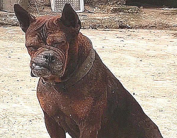 巨型犬跟土狗打架斗殴，认为平稳，結果脸都挨打歪掉了，真戳心