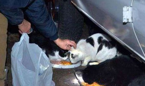 老翁每天都喂流浪猫 22年风雨无阻坚持每天喂 老翁每天都喂流浪猫 22年风雨无阻坚持每天喂