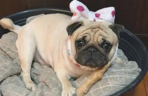 巴哥犬被塞了一个奶嘴后,結果吸着吸着早已三岁了……还没有断奶! 巴哥犬被塞了一个奶嘴后,結果吸着吸着早已三岁了……还没有断奶!
