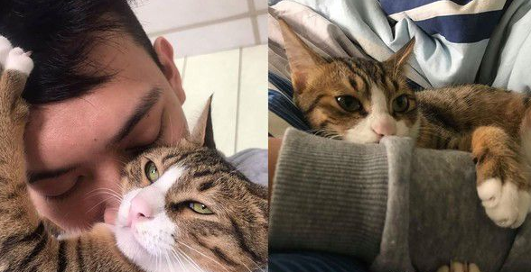 爸爸和猫主子合照 焦点却是主子眼神死的表情