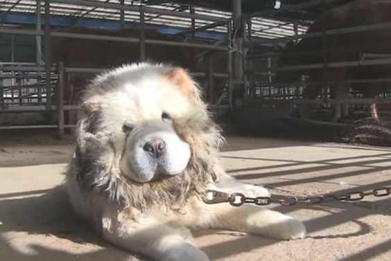 松狮犬被两任主人家接连不断抛下，漂泊3个月后，终被暖人大爷痊愈