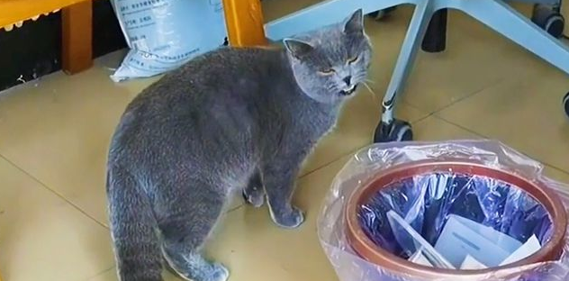 90后小情侣太不负责,把猫咪留在出租屋自己搬走了! 90后小情侣太不负责,把猫咪留在出租屋自己搬走了!