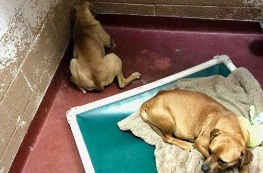 流浪犬整天“面壁思过”,讨厌跟人相处,被收养后仍然这般 流浪犬整天“面壁思过”,讨厌跟人相处,被收养后仍然这般