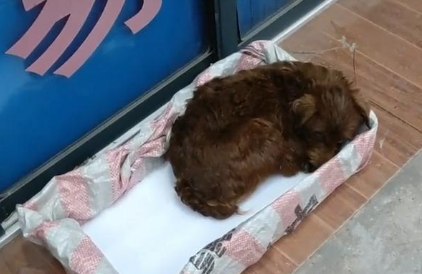流浪狗中的心机汪，凭借一己之力成为家犬，喜获铲屎官！