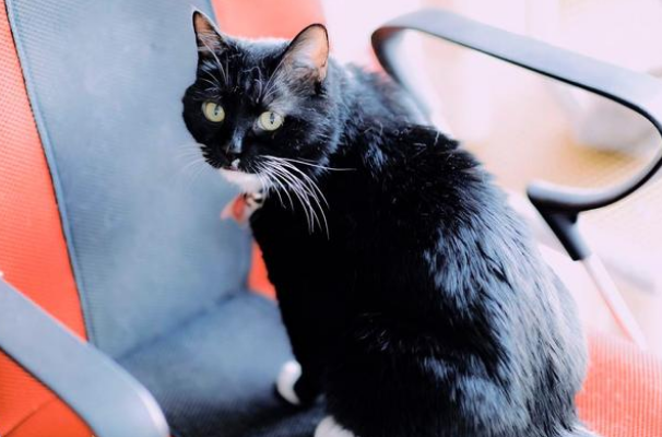 流浪小猫被困车底，获救后被好心人收养，猫生就此改变