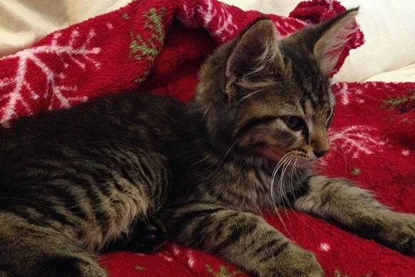 超暖心！虎斑浪猫散步捡来小浪猫 想要猫奴一起收编