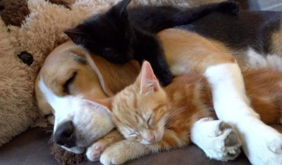 小猎犬从未曾当过母亲,碰到二只小奶猫后,却积极给他们喂起了奶 小猎犬从未曾当过母亲,碰到二只小奶猫后,却积极给他们喂起了奶