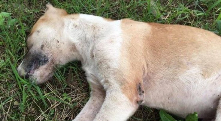 公园10几只流浪狗遭灭族 家犬散步也误食毒药身亡