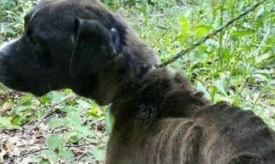 男子在洞穴发现宠物狗 遭遗弃差点被饿死