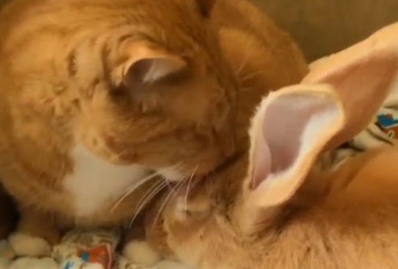 橘猫哥哥对兔小弟照顾有加 兄弟日常互动萌翻大家 橘猫哥哥对兔小弟照顾有加 兄弟日常互动萌翻大家