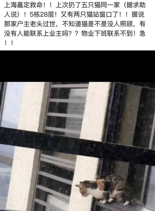 5只猫被主人摔死竟是谣言！事情真相让人心痛
