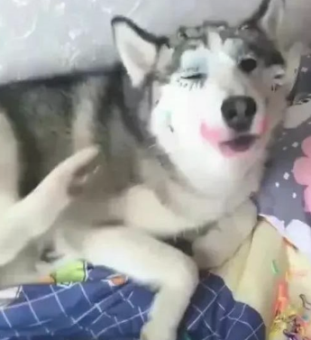 网友让女友照料哈士奇，她却把二哈当做化妆试验另一半，狗：快救我