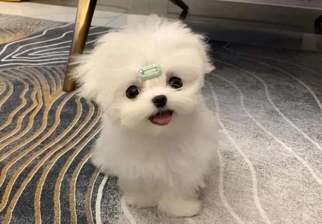 家有马尔济斯犬,经常发抖是什么原因? 家有马尔济斯犬,经常发抖是什么原因?