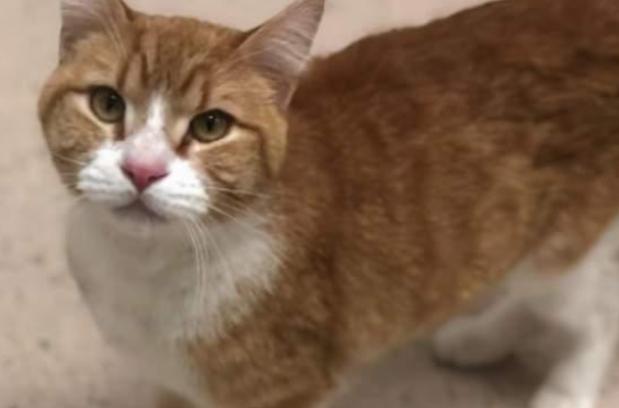 猫咪偷东西被逮捕，趴警车窗边喵喵叫抗议！后来竟扒出它的过往