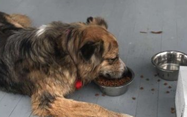 门口出现走失汪 招待太完美玩到不想回家