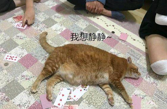 女子抱了10分钟橘猫 双腿就受了“重伤” 拍下照片让人羡慕 女子抱了10分钟橘猫 双腿就受了“重伤” 拍下照片让人羡慕