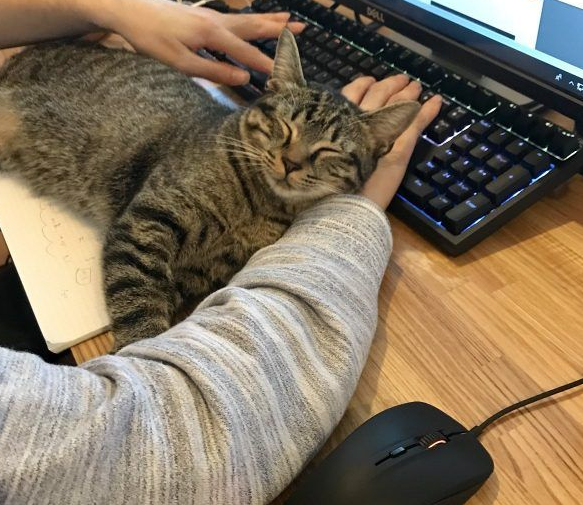 想要跟猫主子一起上班 现实根本不是一回事啊 想要跟猫主子一起上班 现实根本不是一回事啊