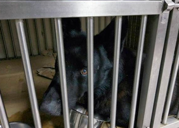 台两只搜救犬受训后回家受阻 缺证明滞留机场 台两只搜救犬受训后回家受阻 缺证明滞留机场