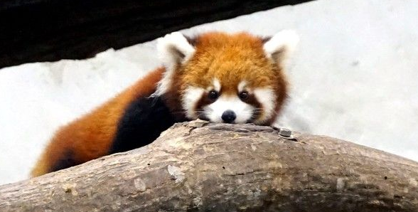 天冷活动力更旺盛 熊猫宝宝在带领下户外体验世界