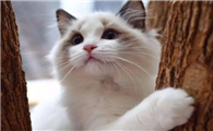 千万别养布偶猫