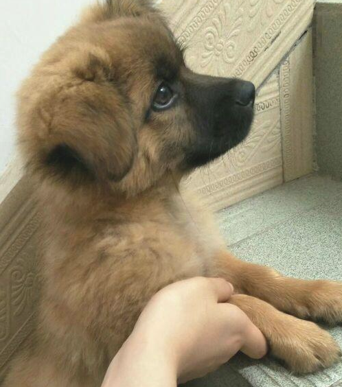 流浪犬要想喝水只怨够不上，女生绝不看不上的用力捧着喂，令人感动