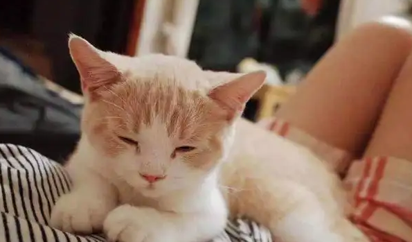 新手养猫必看的8件事,千万不要冲动养猫! 新手养猫必看的8件事,千万不要冲动养猫!