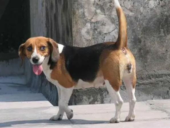 比格猎犬性格温顺吗?一文替你解答! 比格猎犬性格温顺吗?一文替你解答!