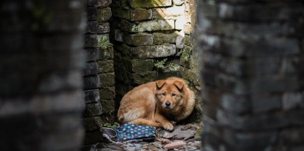 狗狗被遗弃时还在摇尾巴，遗弃后疯狂追车，主人漠不关心扬长而去