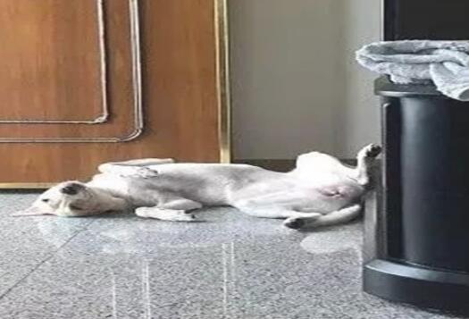 嘴馋狗偷吃了桌子上的一盘菜,主人却吓得把它送看医生!