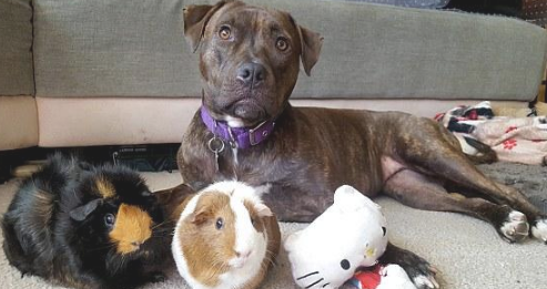 都说把比特犬和荷兰猪养在一起不安全性,但主人家還是那麼干了 都说把比特犬和荷兰猪养在一起不安全性,但主人家還是那麼干了