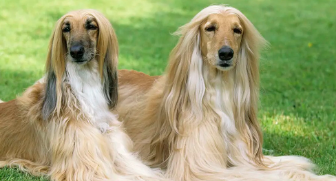阿富汗猎犬可以喂生肉吗?乱喂狗狗是会生病的! 阿富汗猎犬可以喂生肉吗?乱喂狗狗是会生病的!