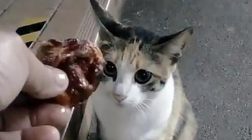 流浪猫为得到一块鸡肉，不停作揖，路人的做法很心寒
