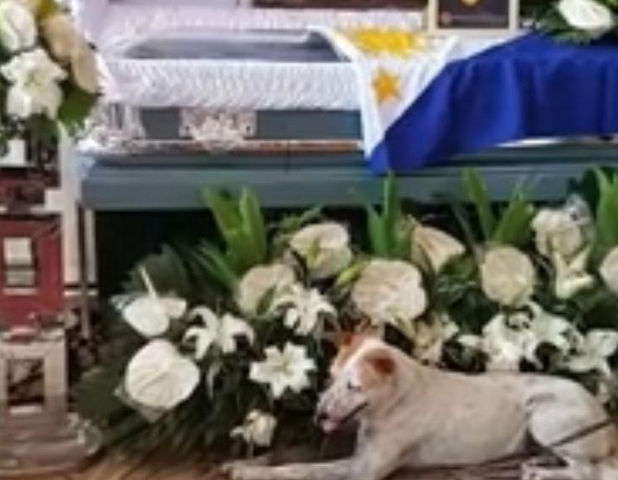 流浪犬与教授相伴一生，3年之后教授患病过世，它却跟八公一样忠实