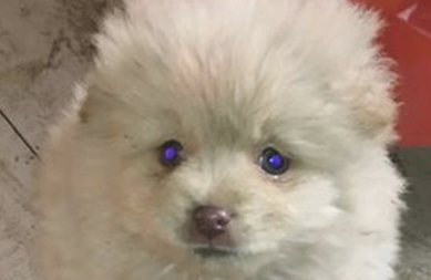 路人着手流浪犬就摔在雪上，见到它一脸手足无措，女生心痛坏掉