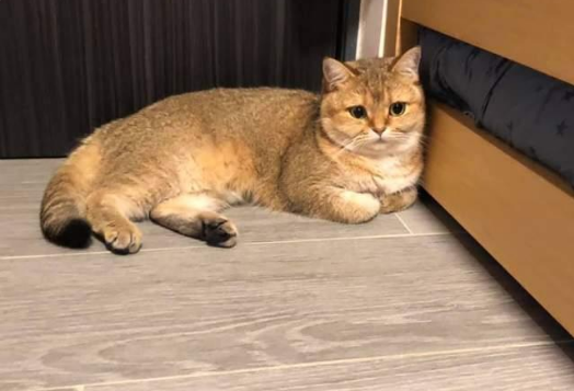 猫咪似乎不喜欢新生宝宝,但宝宝大哭时它的行为太暖心!