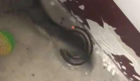 哈士奇尾部被蚊香烤焦了,它却沒有一点觉得,二哈:哪家在炭火烤肉? 哈士奇尾部被蚊香烤焦了,它却沒有一点觉得,二哈:哪家在炭火烤肉?